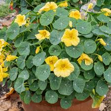Image result for Nasturtium