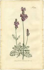 Check spelling or type a new query. 7 Lavender Flower Clip Art The Graphics Fairy