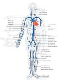 What are the 5 major blood vessels? Vein Wikipedia