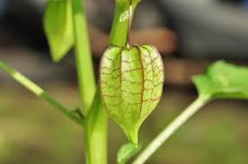 Image result for Physalis angulata