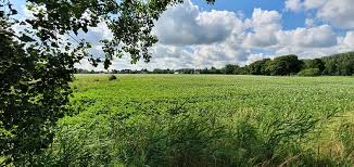 Voor henri was 'de kolonie' overigens maar een tijdelijk onderkomen. Trage Tocht Wortel Kolonie Wandelen In De Maatschappij Van Weldadigheid Ambulare