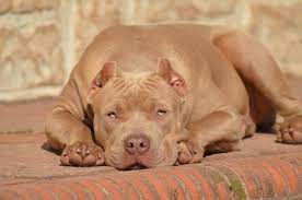 A trained and documented pitbull is ready for dog shows and competitions which makes them even pricier. Pitbull Chiot Puppy Puppies Pero Cane American Bully Xl Xxl Bully Pitbull A Vendre For Sale France Belgique Kennel Elevage Lion Bully Dog Cute Animals Lap Dogs