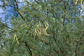 Image result for Prosopis glandulosa