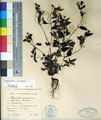 Image result for Sigesbeckia