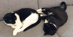Nun, katzen haben es von natur aus gerne kuschelig. Katze Macht Ihr Grosses Geschaft Nicht Ins Klo 5 Ursachen Und Losungen