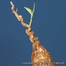 Image result for Euphorbia platycephala