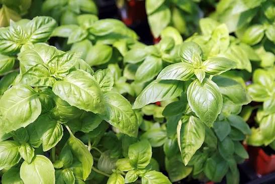 Is Basil a Perennial in Warm Climates?