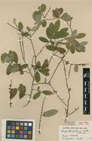 Image result for Phyllanthus beillei