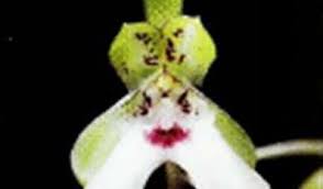 Image result for Graphorkis