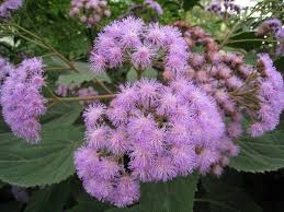 Image result for Bartlettina