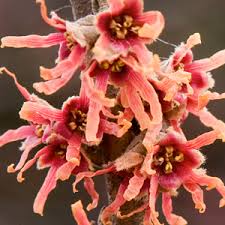 Image result for Hamamelis mollisi