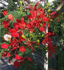 Bougainvillea is known for its colorful flower bracts, but its thorny stems make it an excellent species to consider for making a fence line more secure. Delonix Regia Key West Flowering Trees Delonix Regia Flowers