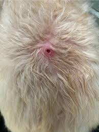 Image result for cuterebriasis in dogs