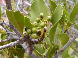 Image result for Psydrax