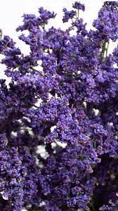Limonium Wholesale Flowers Flowers Lavender Flowers