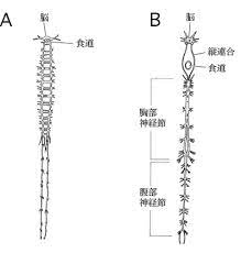 Mainly a marine group, echinoderms are found in all the oceans. ä¸­æ¢ç¥çµç³»ã¨æ«æ¢¢ç¥çµç³» Documents Invertebrate Brain Platform