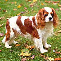 Cavalier King Charles Spaniel - Care-A-Lot Pet Supply