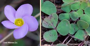 Image result for Oxalis obliquifolia