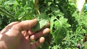 Image result for BLACKFLY ON TOMATO PLANTS