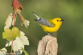 Yellow Birds Native To Georgia Prothonotary Warbler Birdwatching Bird Watching Photo Photo Galleries
