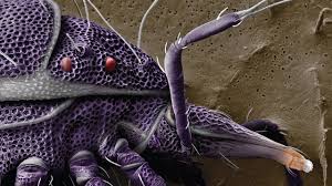 Image result for Micractis