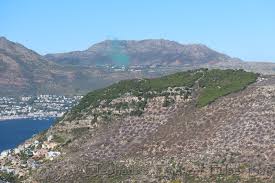 Image result for Teedia lucida