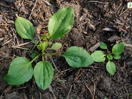 Image result for Plantago palmata