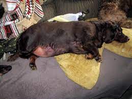 You could be at risk for having it without even knowing it. How Are Dogs Exposed To Asbestos Pethelpful