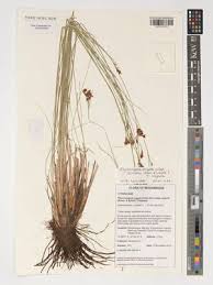 Image result for Rhynchospora brownii