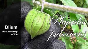 Image result for Physalis pubescens