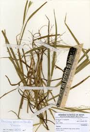 Image result for Panicum pansum