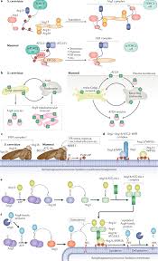 Maybe you would like to learn more about one of these? Mechanisms Governing Autophagosome Biogenesis Nature Reviews Molecular Cell Biology