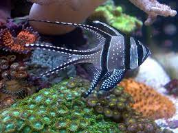 Check spelling or type a new query. Small Saltwater Aquarium Fish Google Search Saltwater Fish Tanks Salt Water Fish Saltwater Aquarium Fish