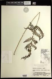 Image result for Athyrium lewalleanum
