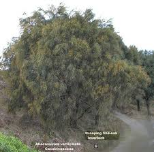 Image result for Casuarina verticillata
