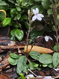 Image result for Pseuderanthemum ludovicianum