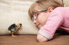 6,954 Child Yellow Chick Stock Photos