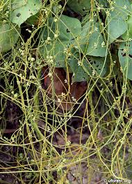 Image result for Cassytha filiformis