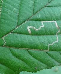 Image result for Stigmella floslactella