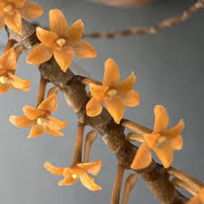 Image result for Tragia hildebrandtii