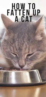 How To Fatten Up A Cat That Needs To Gain Weight