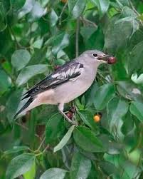 Seperti yang di ketahui semua orang bahwa indonesia merupakan negara yang memiliki keaneragaman flora dan fauna. Gambar Burung Photos Facebook