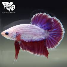 Facebook Com Fgbetta Betta Fish Fish Pet Betta