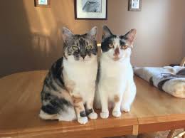 Find out the signs of cat separation anxiety and how to manage it in a constructive way. Misdirected Aggression And Re Introducing Household Cats Sunrise Animal Hospital