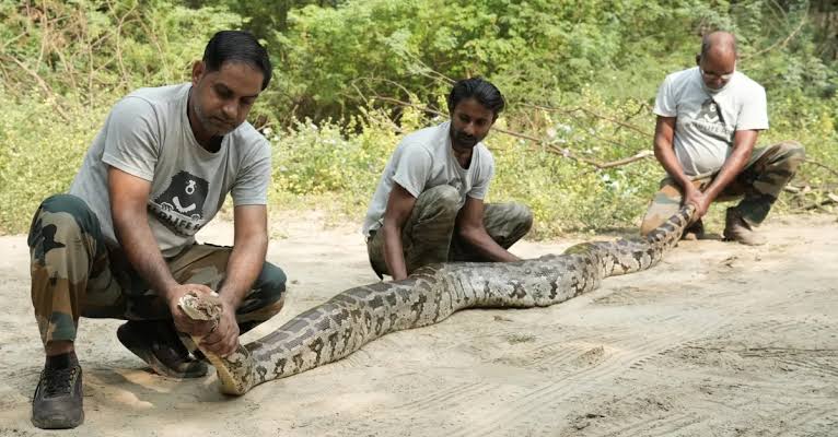 Expert Insights: We Can't Keep Snakes Out of Every Home. But We Can Make  Encounters Safer