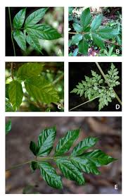 Javascript must be enabled for the correct page display Leaves A 5 Pinnately Compound In Paullinia Sp B Biternate In Download Scientific Diagram