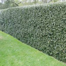 Not many players tend to go here, due to it not being near the center of the map. Holly Plants For Sale Online In Ireland Fast Next Day Delivery