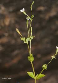 Image result for Chenolea diffusa