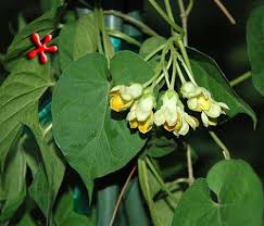 Image result for Telosma