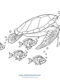 100% free sea life coloring pages. Sea Turtle Coloring Page All Kids Network